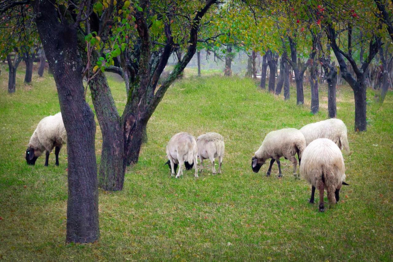 Agropensiunea Darden Baia de Fier Esterno foto